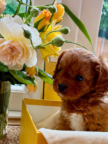 Foxy red boy cavapoo