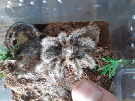 Large juvie x 2
