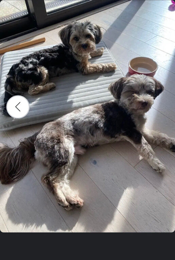Looking For A Reputable Breeder Seeking Help With Their Litter.