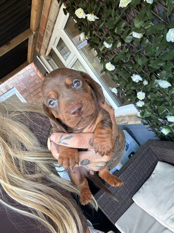 BEAUTIFUL DACHSHUND PUPPIES