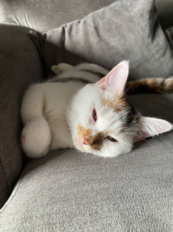 2 year old female cat.