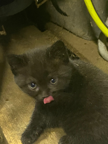 Kittens looking for loving homes