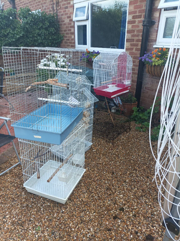 Bird cages for sale