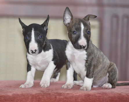 Top quality english bull terrier puppies