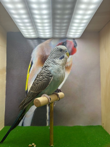 Black wing male budgie