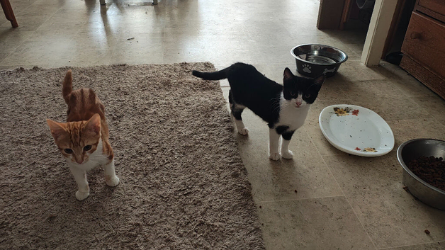 Male and female kittens