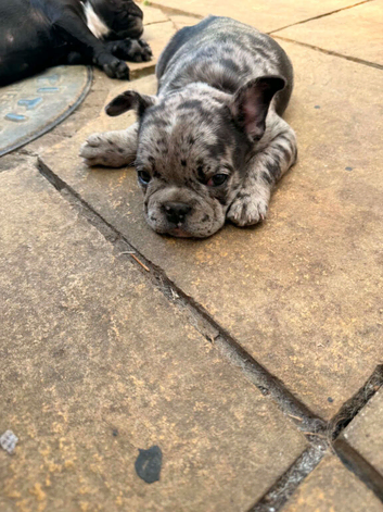 French Buldog