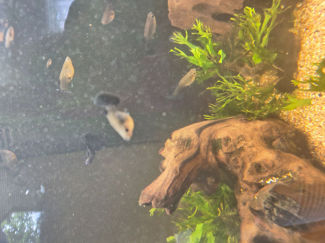 Blue Moscow Guppies