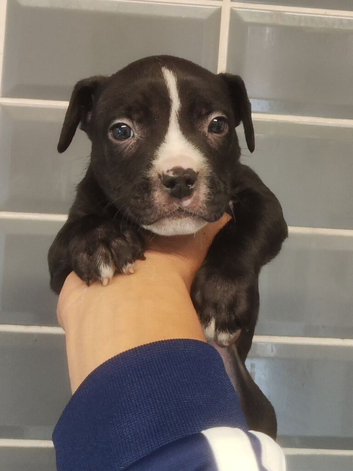 2 X 7 week old male staff bt collie mix puppies