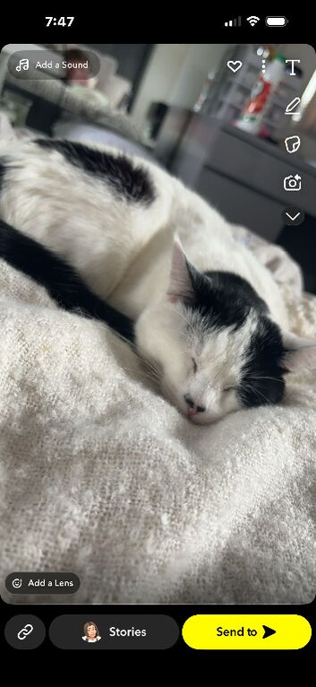 Two cats Looking for a home together