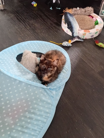 Kittens for sale