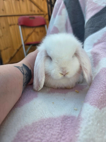 3 x Bunnies for sale