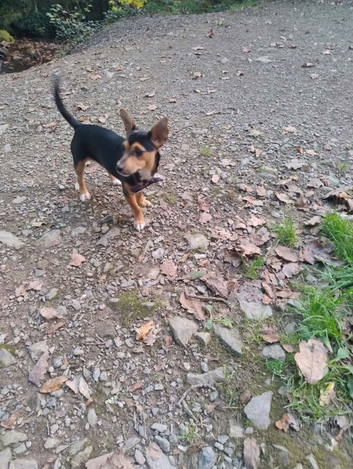 6 month old jackawawa