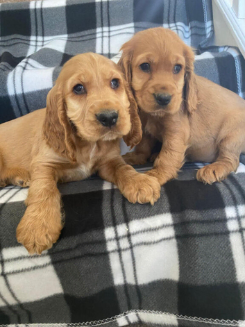 Cocker spaniel puppies