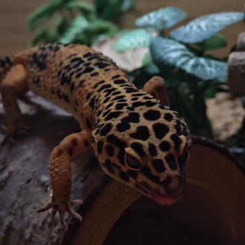4 year old Leopard Gecko looking for a new home