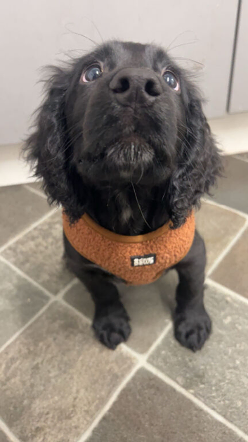 Black Cocker Spaniel