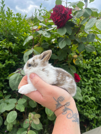 Mini lop x Netherland Dwarf