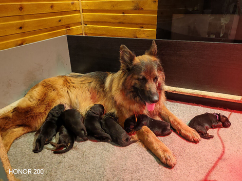 Long-Coated German Shepherd Puppies