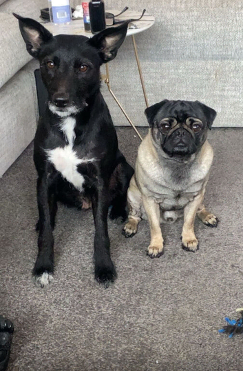 Patterdale/pug