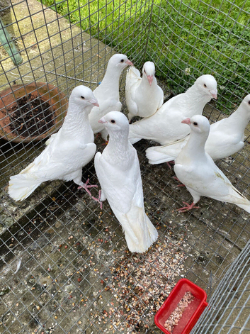 Adana dewlaps