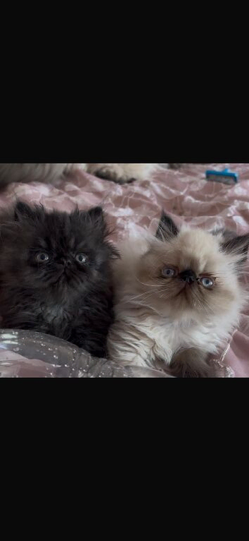 stunning colour point Persian Kittens