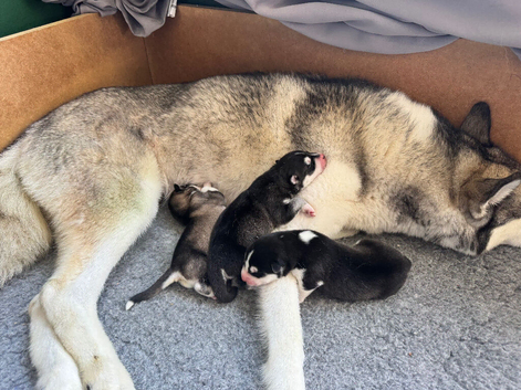 Siberian Huskey for sale