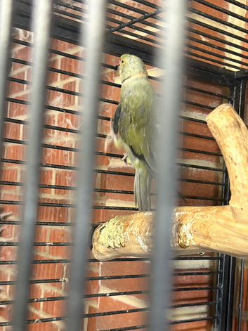 Proven pair with breeding g cage