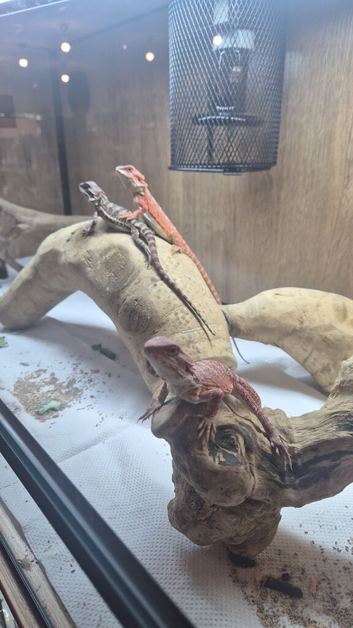 Baby red monster bearded dragon
