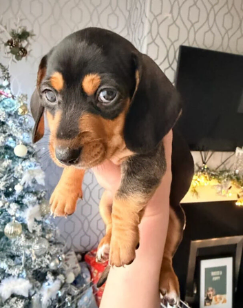 Family dogs first puppies - stunning Dachshunds