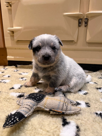 Australian Cattle Dog Puppies