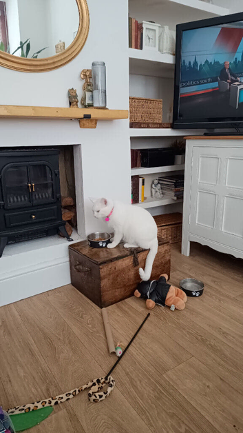 Beautiful Bella. 3 yr old white British short hair female