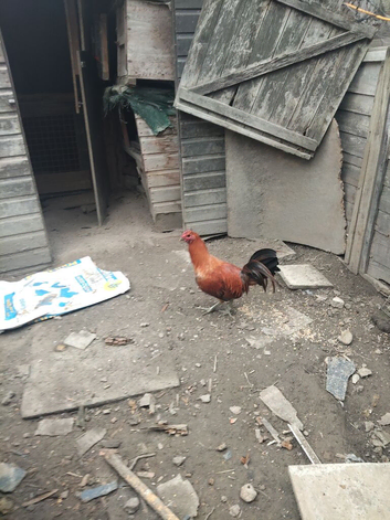 Old english game birds