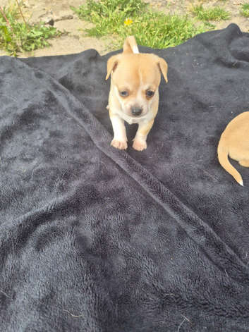 Beautiful  Chihuahua
