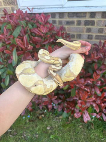 Rare banana python + viv and accessories
