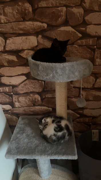 Two female kittens