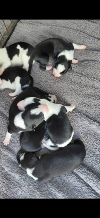Border collie puppies ️️