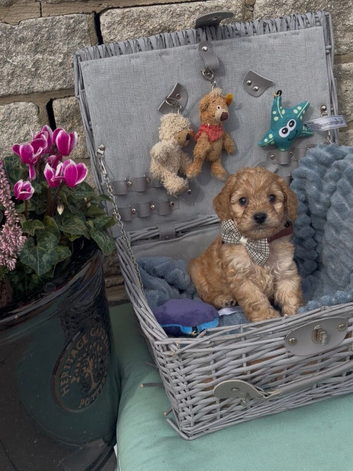 Only 3 left Beautiful cockapoo looking for their forever home