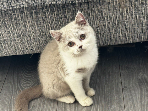 British Shorthair Kittens - Tica Registered