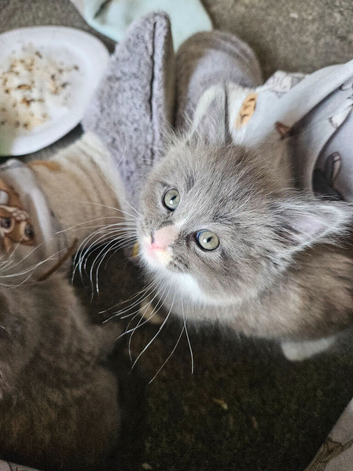 Maine coon ragdoll kittens