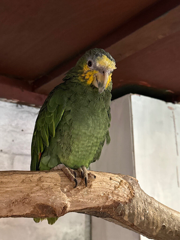 Yellow headed Amazon