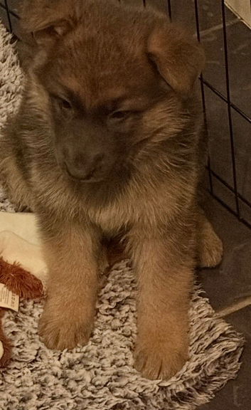 German Shepherd Puppies for sale