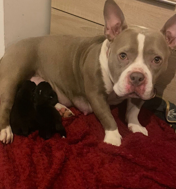 Frenchie x pocket bully x old english bulldog