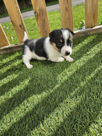 Jack Russel Puppy