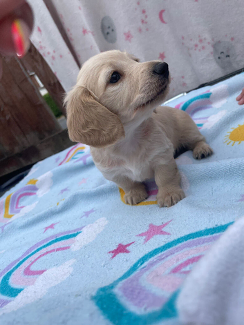 READY NOW  LH mini cream dachshund