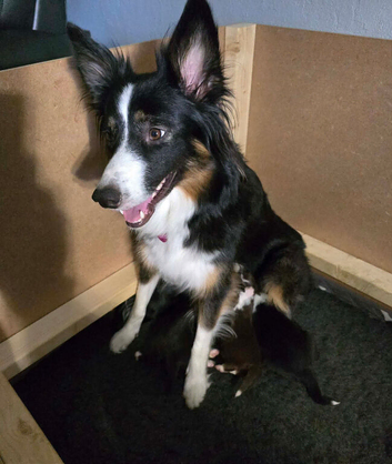 Bearded / Border Collie Cross