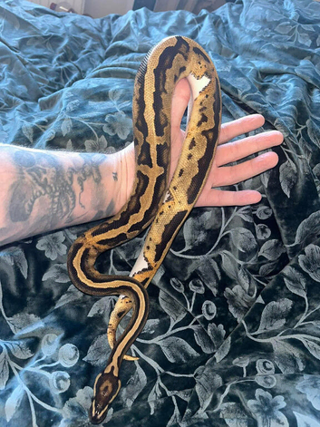 Female Orange dream pied royal python