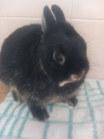 Pure netherland dwarf
