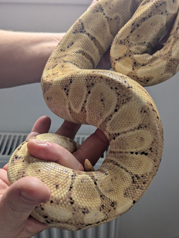 Banana ball pythons for sale
