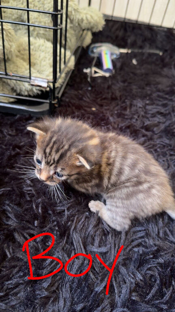 Kittens for sale