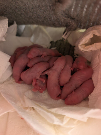 Rats/Tiny little bundles of joy!